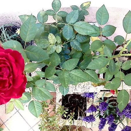 存在住宿加早餐旅馆 住宿加早餐酒店